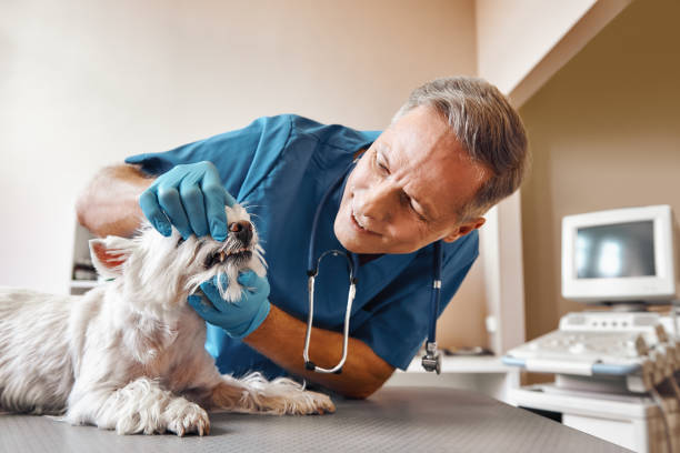 Best Emergency Root Canal Treatment in Sappington, MO